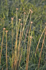 Zephyranthes chlorosolen