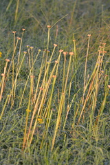 Zephyranthes chlorosolen