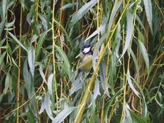 Parus major