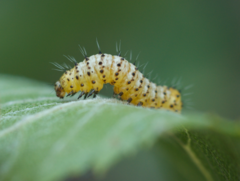 Alypiodes bimaculata