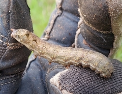 Spodoptera latifascia