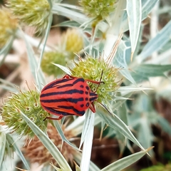 Graphosoma semipunctatum