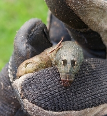 Spodoptera latifascia