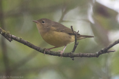 Geothlypis philadelphia