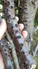 Biscogniauxia marginata