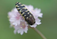 Acmaeodera solitaria
