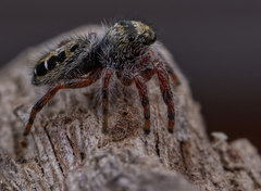 Phidippus insignarius