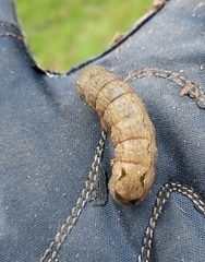 Spodoptera latifascia