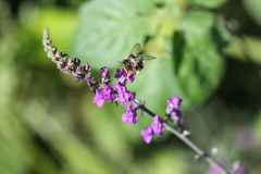 Anthophora furcata