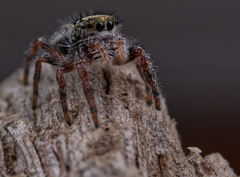 Phidippus insignarius