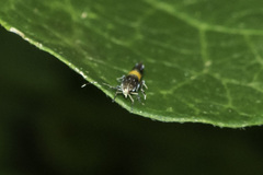 Cosmopterix