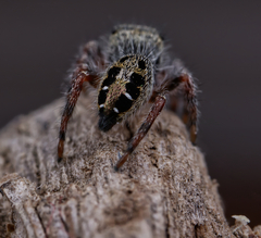 Phidippus insignarius