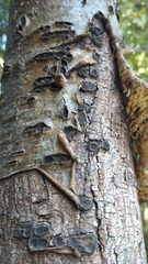 Biscogniauxia marginata