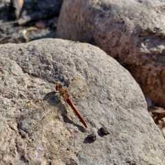 Sympetrum vulgatum