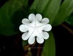 Ceropegia huberi