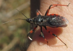 Rhynocoris annulatus