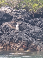 Spheniscus mendiculus