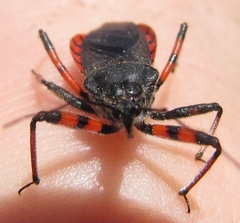 Rhynocoris annulatus