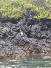 Spheniscus mendiculus