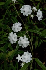 Ceropegia huberi