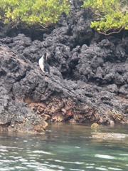 Spheniscus mendiculus