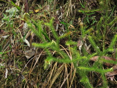 Lycopodium clavatum