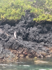 Spheniscus mendiculus