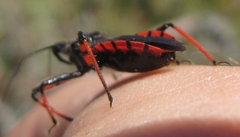 Rhynocoris annulatus
