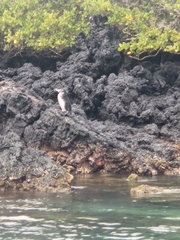 Spheniscus mendiculus