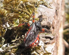 Rhynocoris annulatus