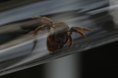 Halictus