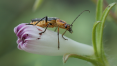Chauliognathus obscurus