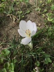 Colchicum autumnale