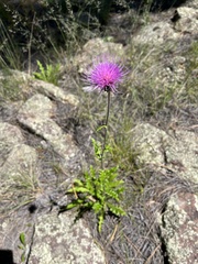 Cirsium wheeleri