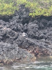 Spheniscus mendiculus