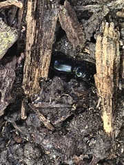 Scarites subterraneus