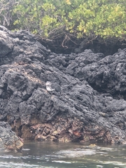 Spheniscus mendiculus