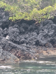 Spheniscus mendiculus