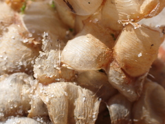 Buccinum undatum