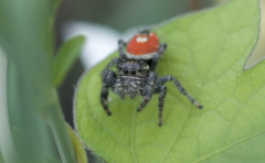 Phidippus carneus