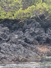 Spheniscus mendiculus