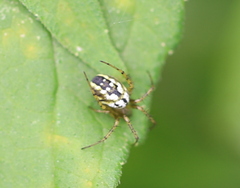 Mangora acalypha