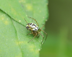 Mangora acalypha