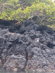 Spheniscus mendiculus