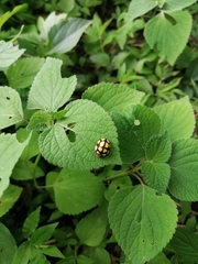 Epilachna mexicana