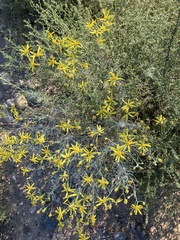 Senecio spartioides