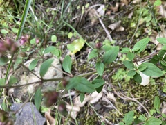 Origanum vulgare