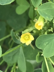 Oxalis dillenii