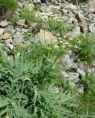 Heracleum freynianum