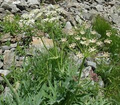 Heracleum freynianum